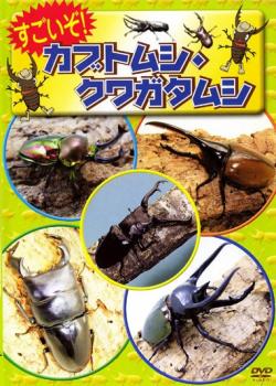 すごいぞ！カブトムシ・クワガタムシ▽レンタル用