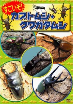 すごいぞ！カブトムシ クワガタムシ▽レンタル用