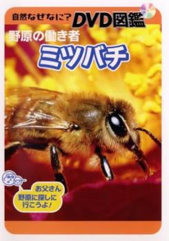 自然なぜなに？ ＤＶＤ図鑑 野原の働き者 ミツバチ▽レンタル用